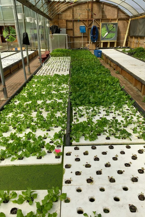 How Can Vertical Aquaponics Revolutionize Urban Farming in the UK?